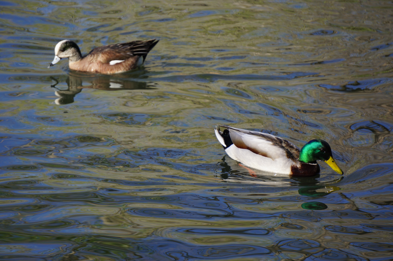 Illustration for article titled Got My Ducks In A Row